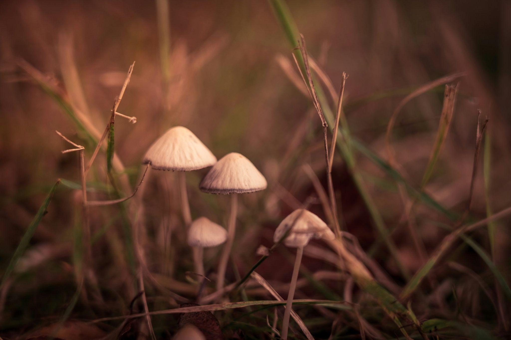 Ancient Medicines & Sacred Space: A Guide for Conscious Retreat Leaders