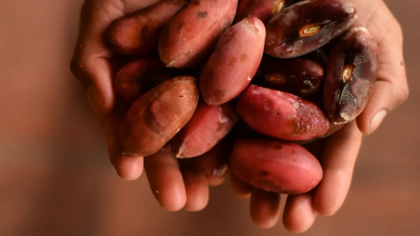 Pajuro - endemic bean