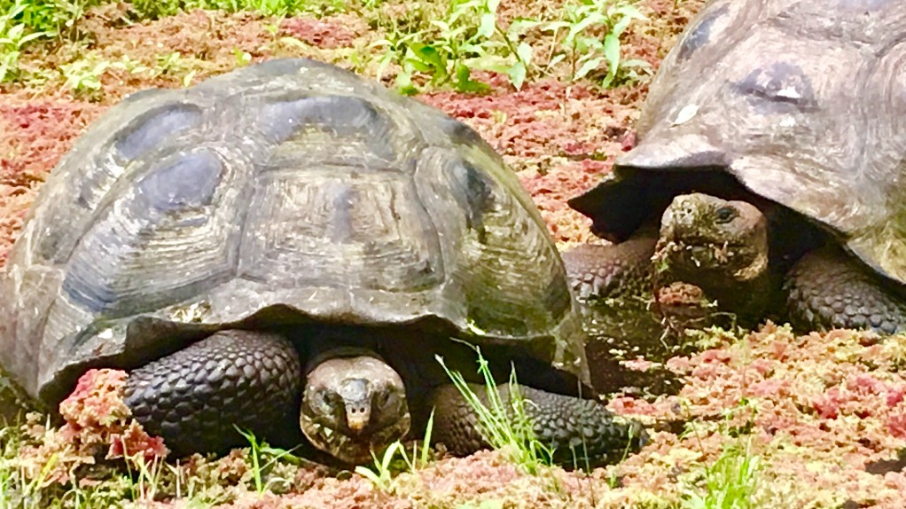 It can get busy in Semilla Verde's tortoise pond