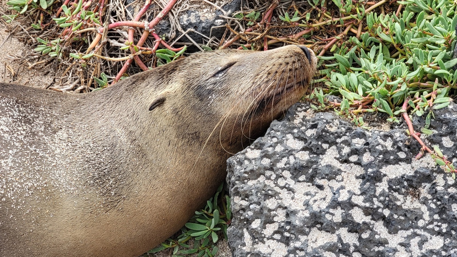 Galapagos Sea Lion