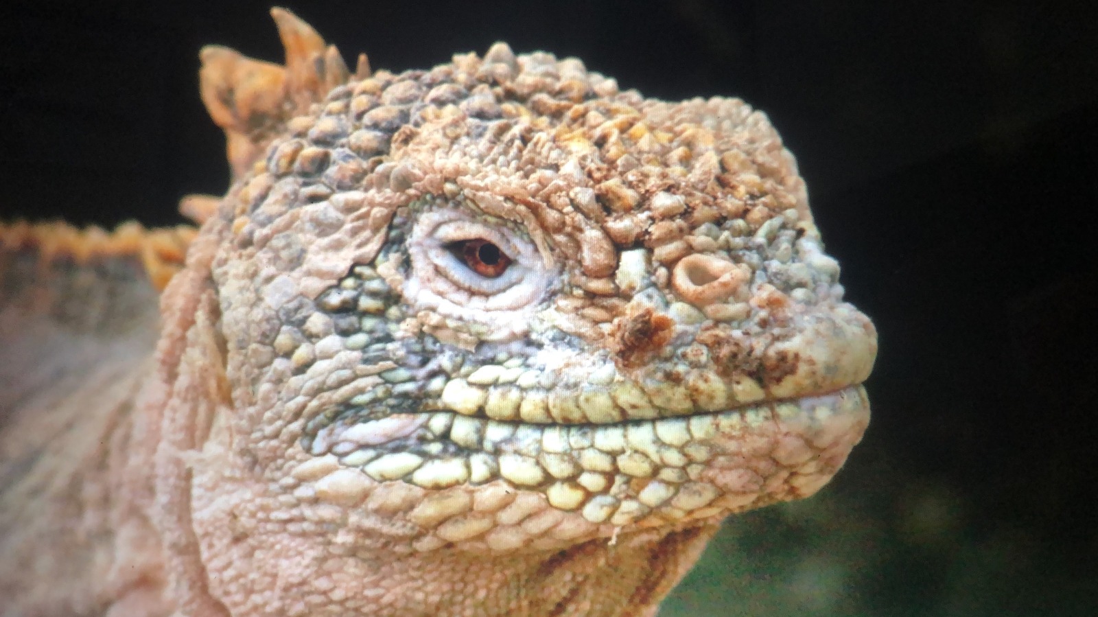 Endemic Land Iguana