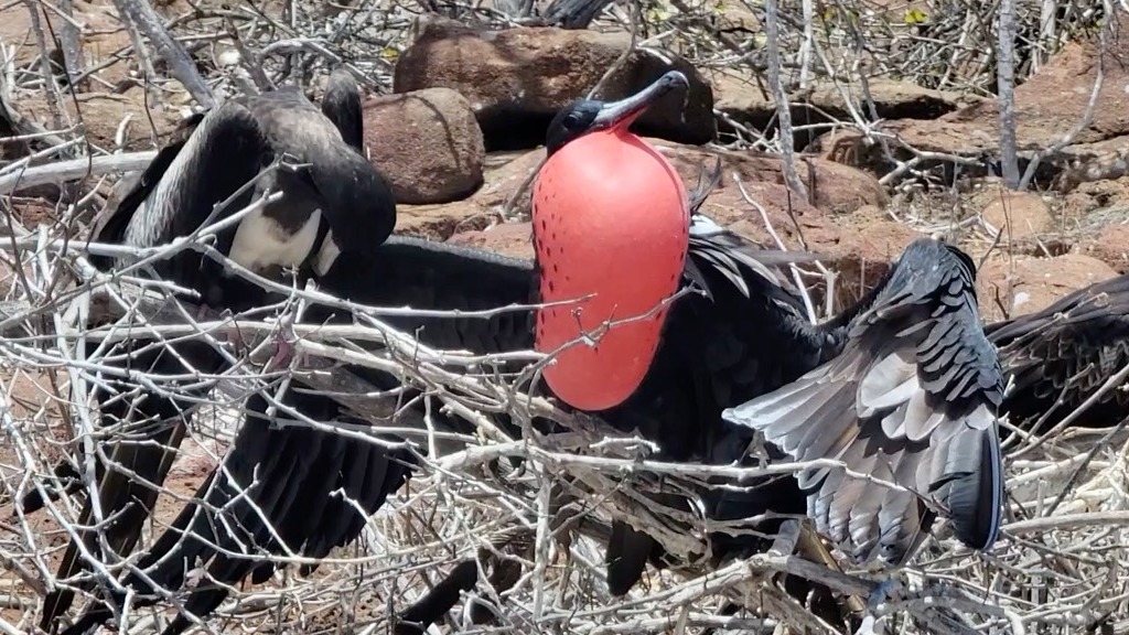 Male frigatebird with full mating display!