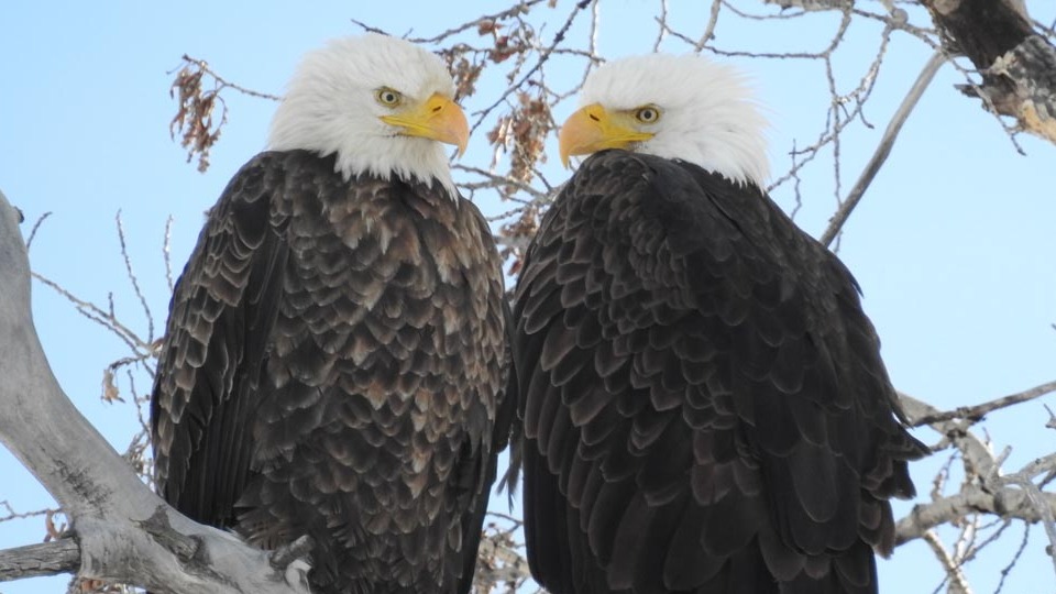 A pair of friends